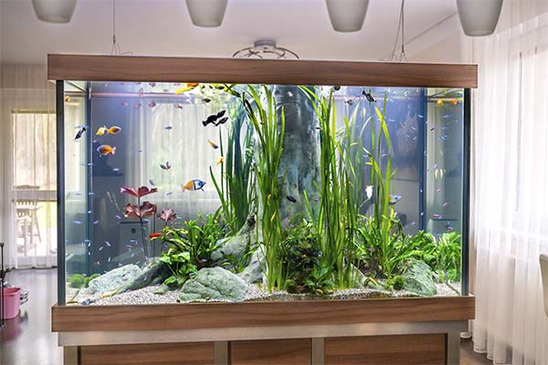 Домашний аквариум польза