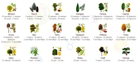 растения по знаку зодиака описание